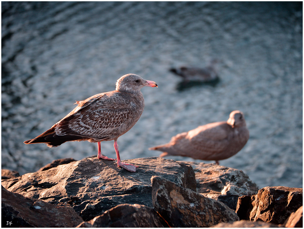 Seagulls