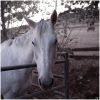 Year of the Horse