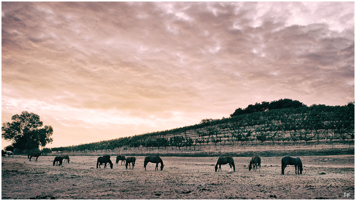 Farm at dusk