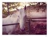 White horse by dee vee