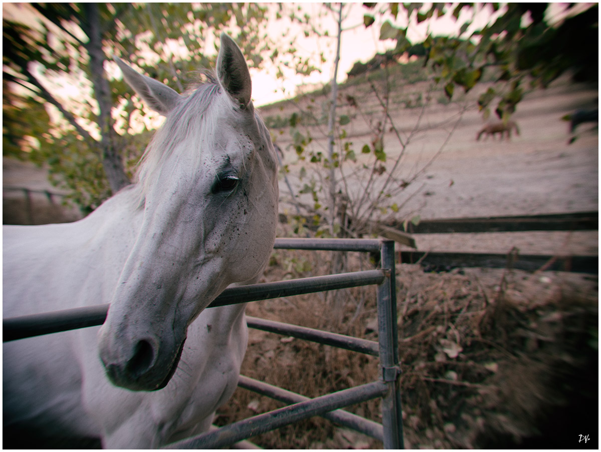 Where's my Lone Ranger?