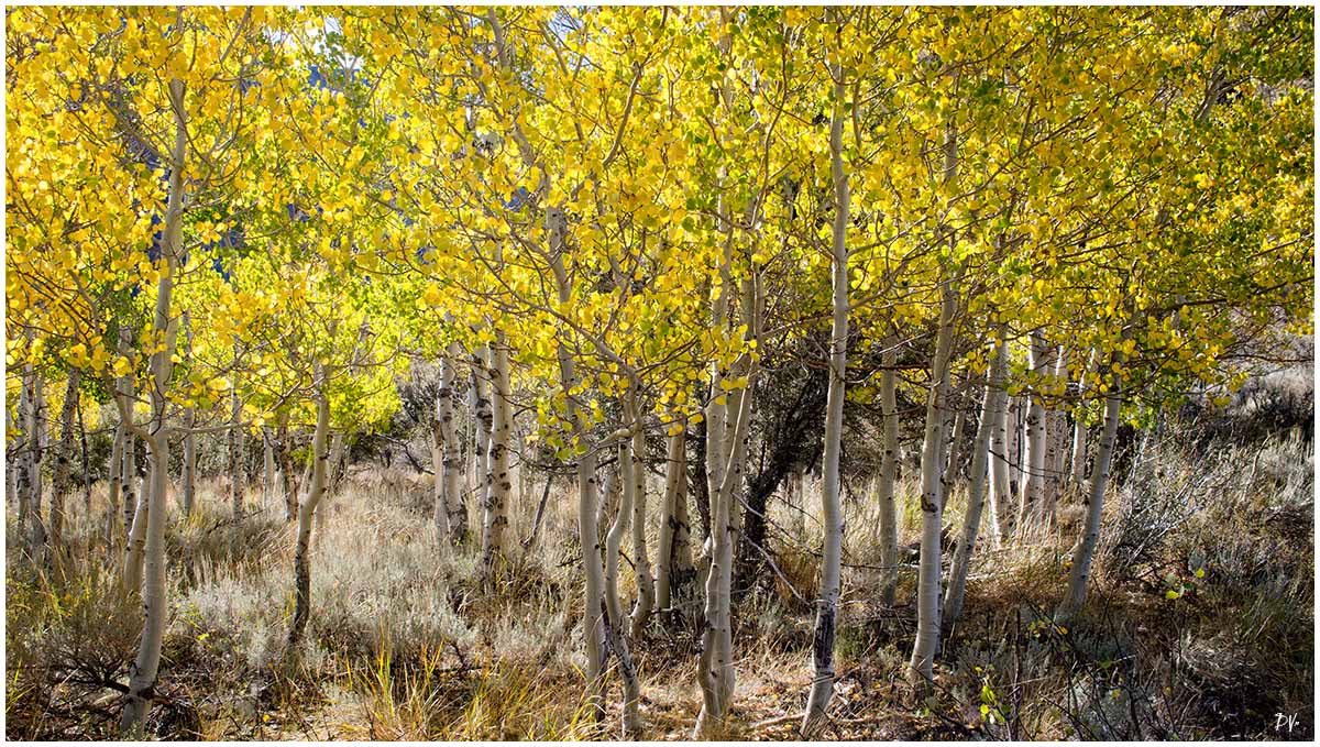 Yellow fall