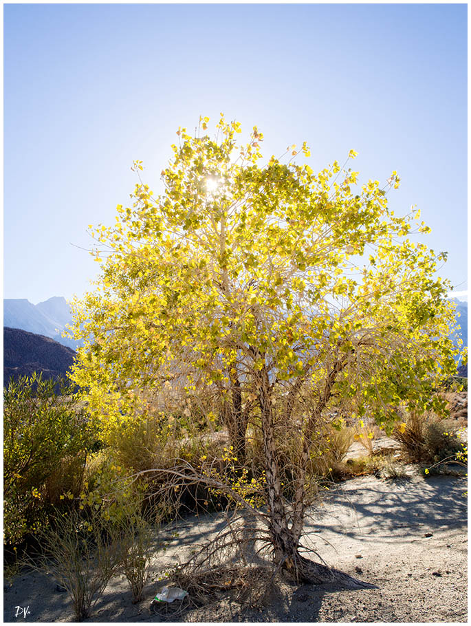 Yellow  tree