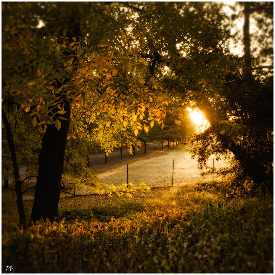 Autumn Sun