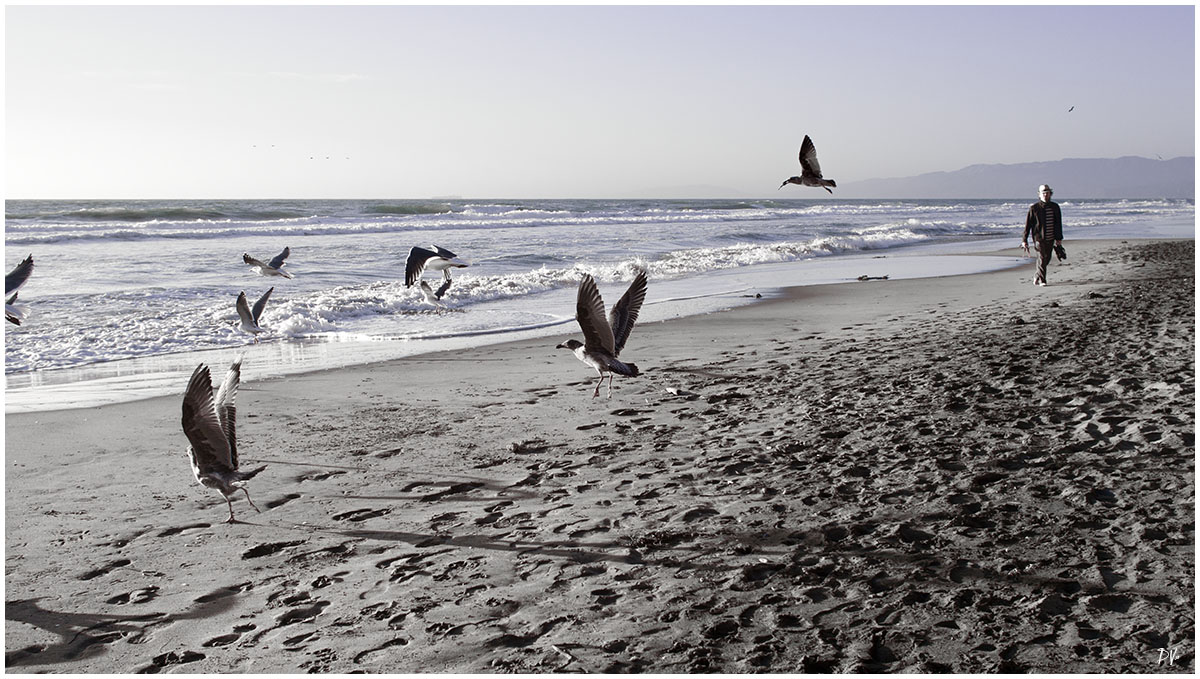 The birds