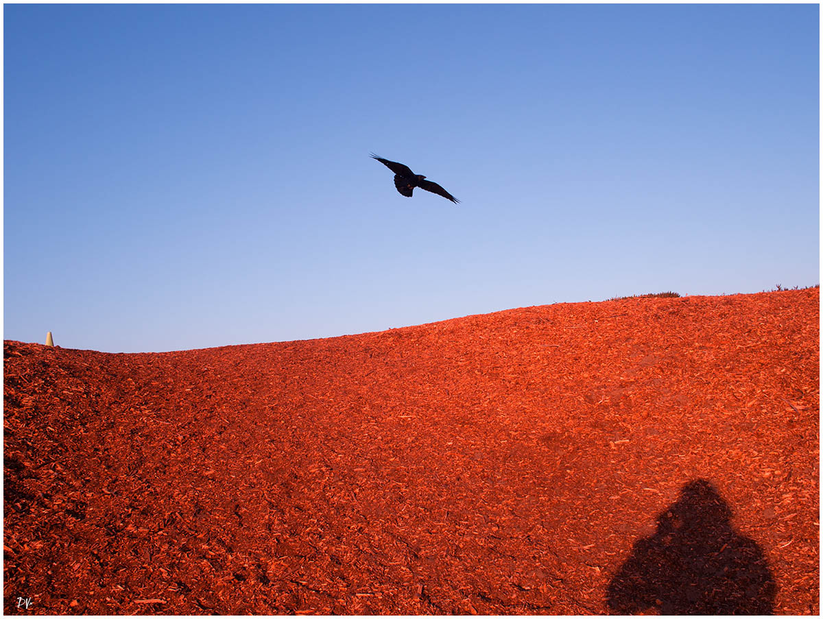Flight of the crow