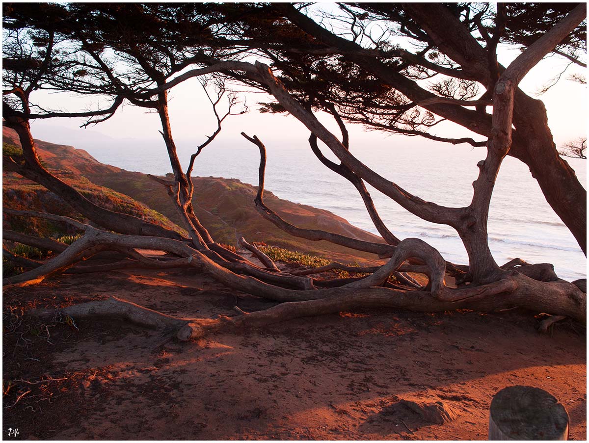 Cypresses (2)