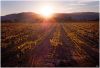 Vineyard (2) by dee vee