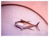 The flying fish by dee vee