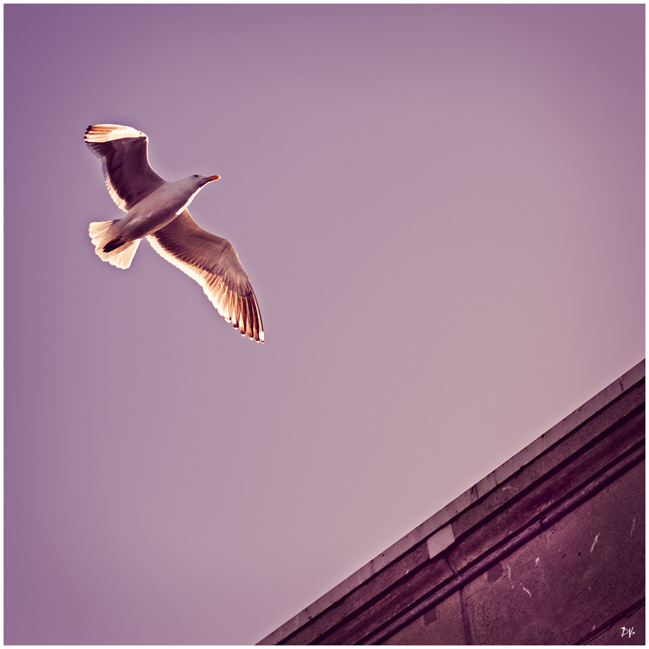 Freedom