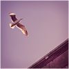 Freedom by dee vee