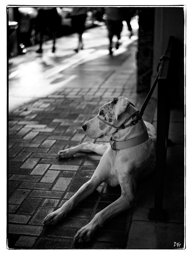Dog day afternoon