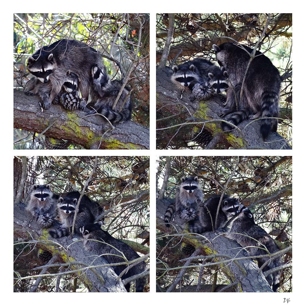 Raccoons