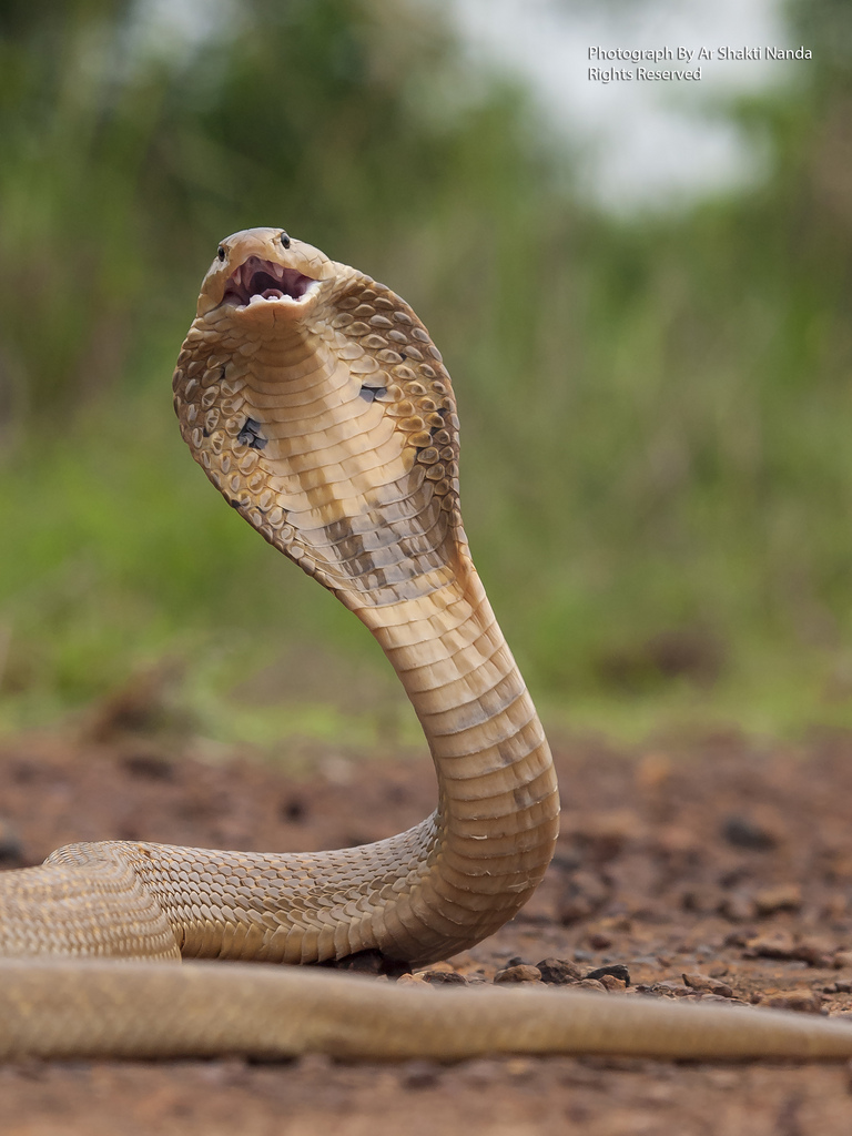 Monocled Cobra @ Bhubaneswar 3 | 07 | 2013