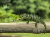 The Chameleons & the Grasshopper @ Bhubaneswar 14 | 07 | 2013 by Ar Shakti Nanda