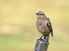 Calandria mora - mimus patagonicus