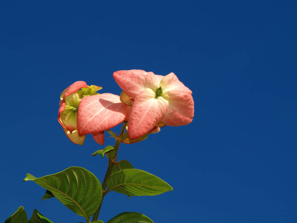 Pink, Green and Blue