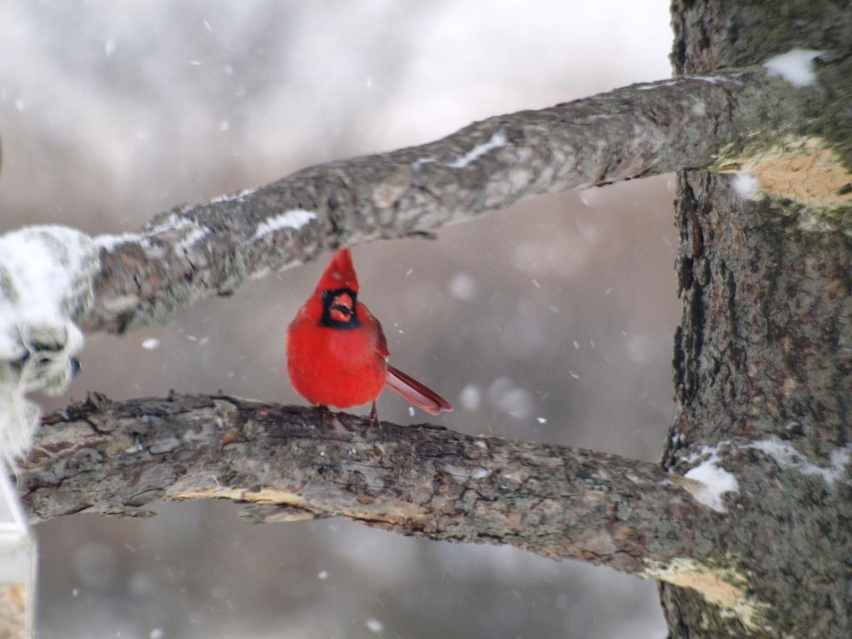 winter in Indiana