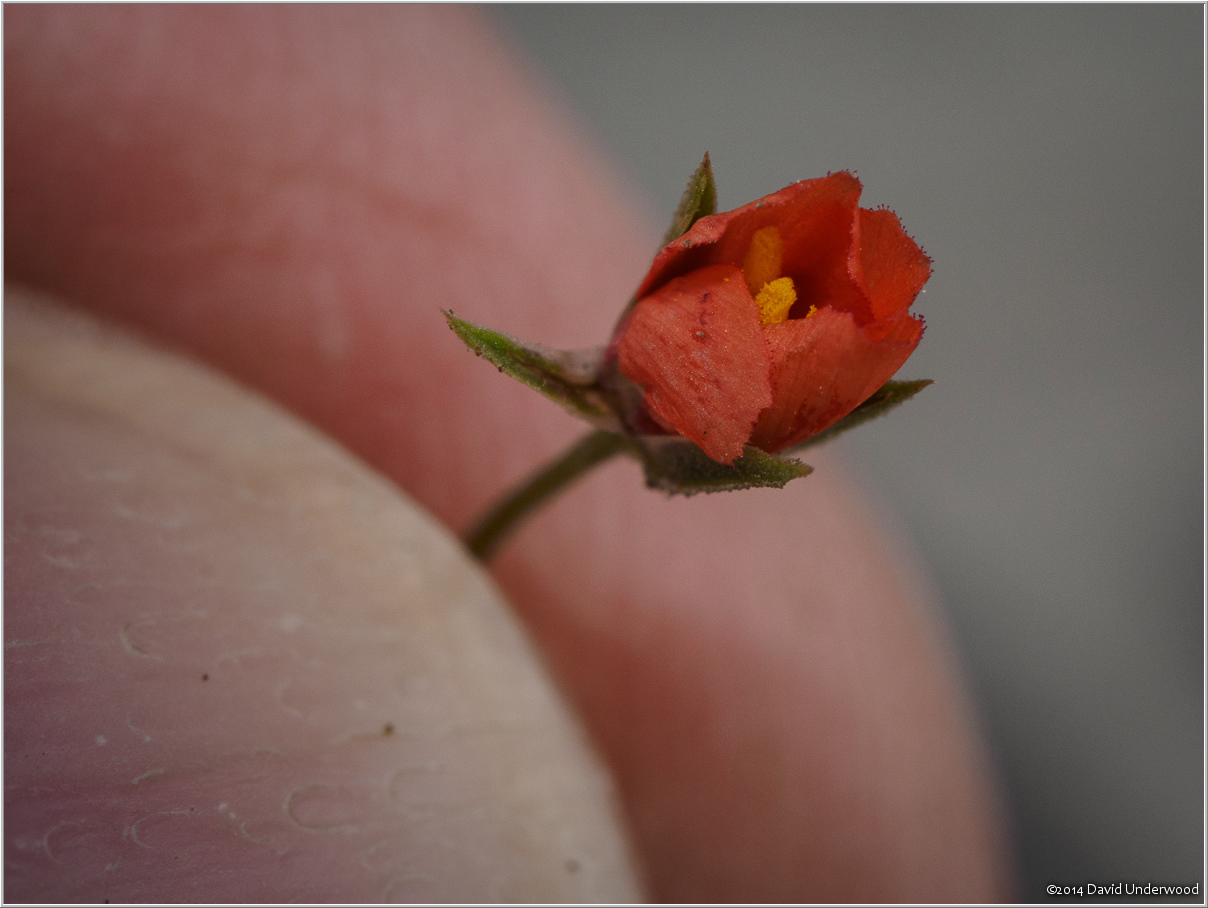 Thumbelina's Flower