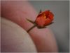 Thumbelina's Flower by David Underwood