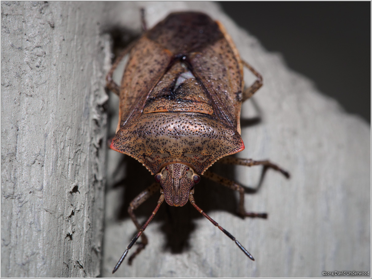 Portrait of a bug 1