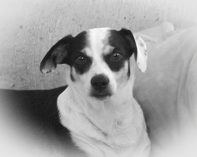 Scout