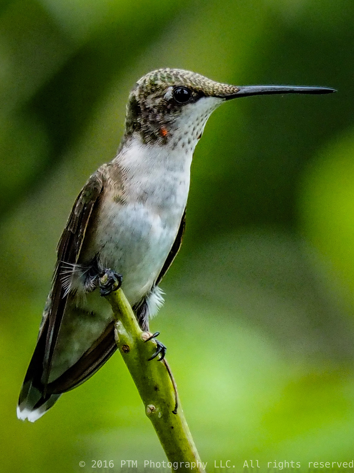 Portait session with a Hummingbird (2)