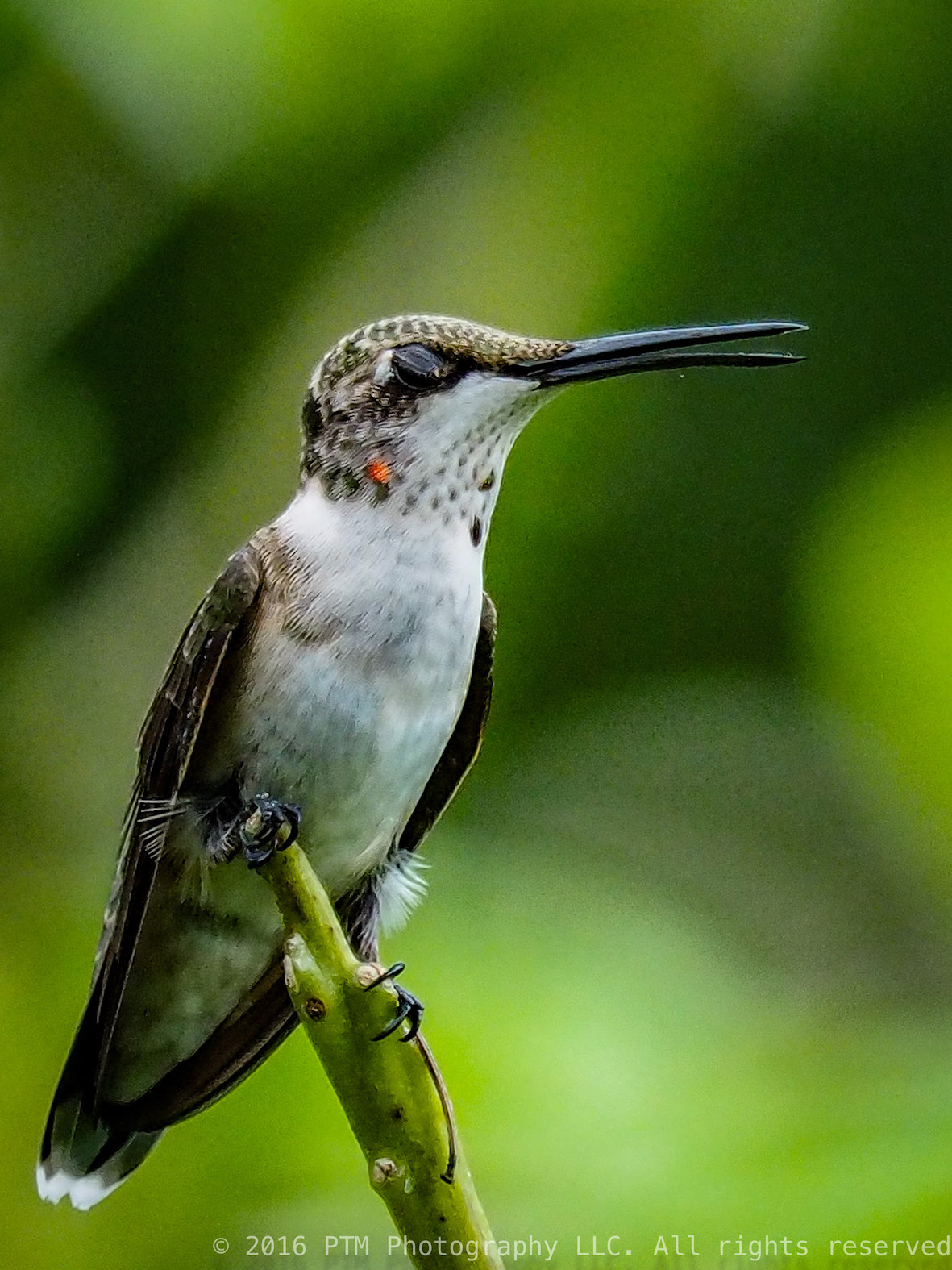 Portait session with a Hummingbird