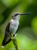 Portait session with a Hummingbird by Palani Mohan