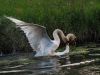 Furious Fight by Fons van Swaal