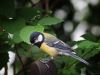 GREAT TIT by Fons van Swaal