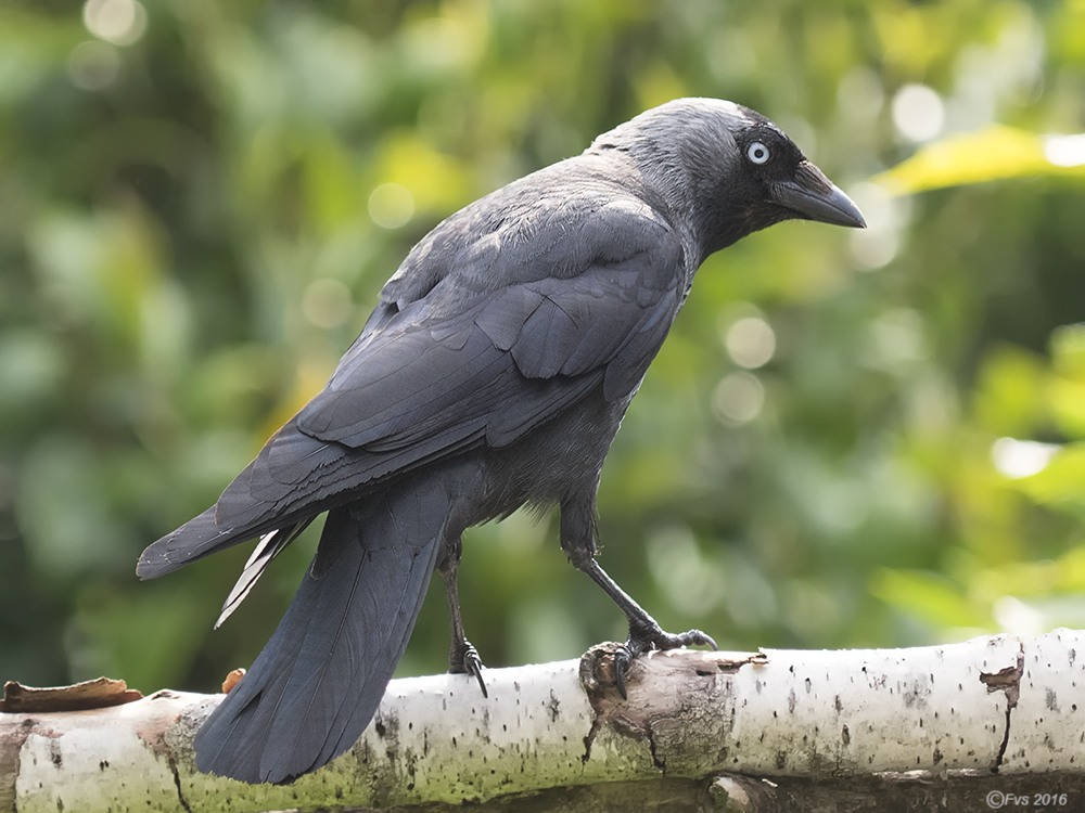 JackDaw