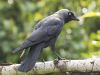 JackDaw by Fons van Swaal