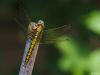Dragonfly by Fons van Swaal