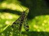 Scorpion-Fly by Fons van Swaal